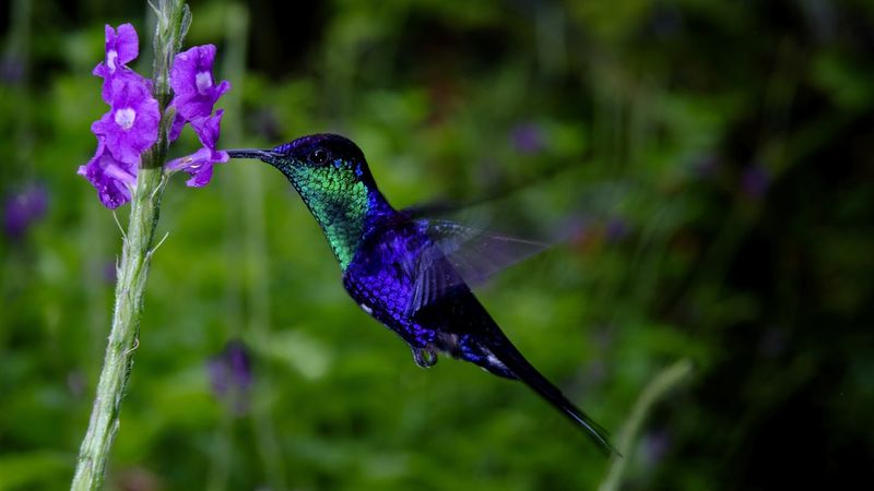 Rain-Resistant Pollinators