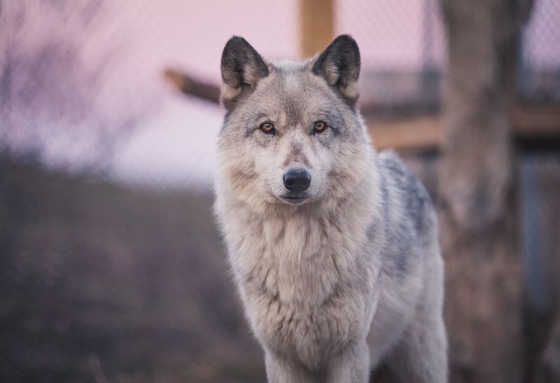 Wolves Are Active After Dusk
