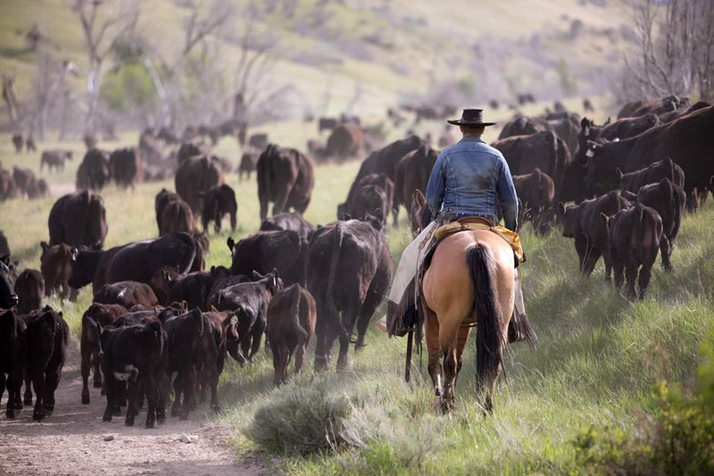 Cattle Ranching Defined The Western Economy