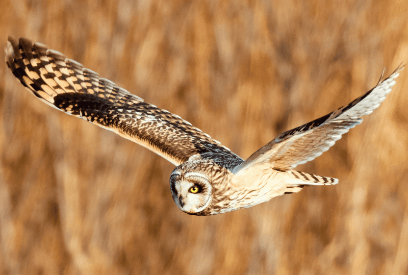 Short-Eared Owl: Grassland Glider