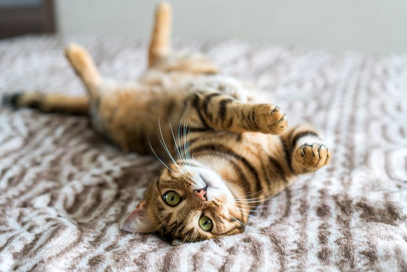 Playful Energy Wins Hearts Instantly