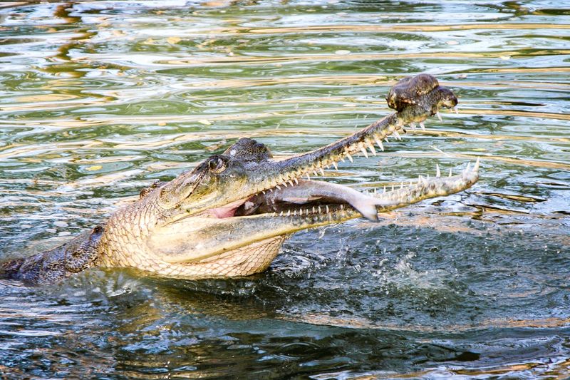 What's On The Menu For These Fish-Lovers?
