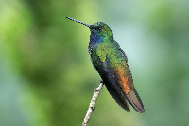 White-Tailed Hillstar