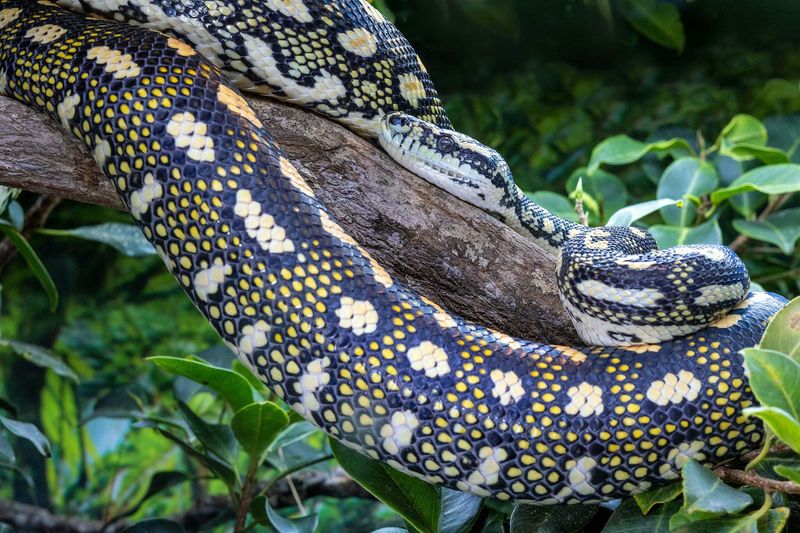 Encouraging The Adoption Of Exotic Pets Through Proper Channels