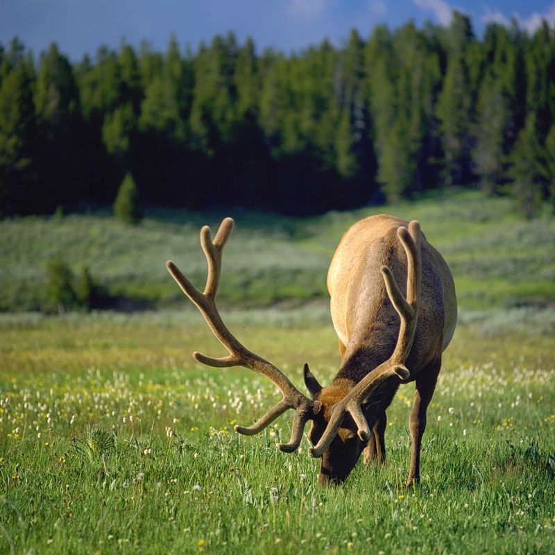 Increased Forage Availability