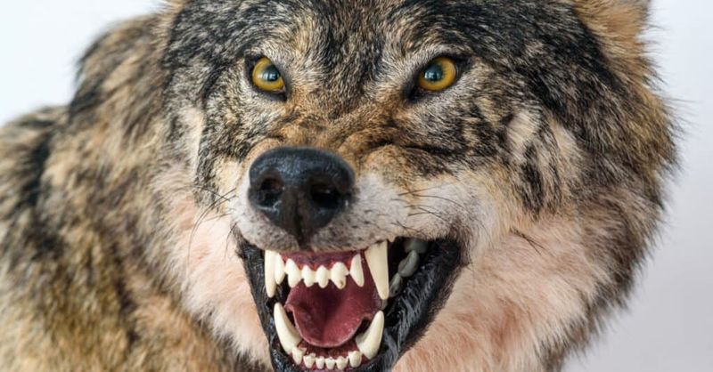 Bigger Teeth And Stronger Jaws