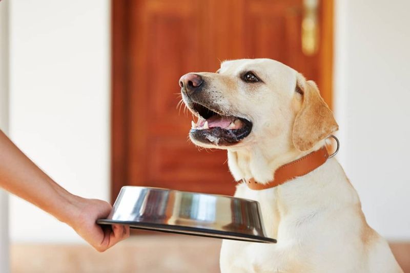 Avoid Vague Terms Like Meat Meal Or Animal By-Product