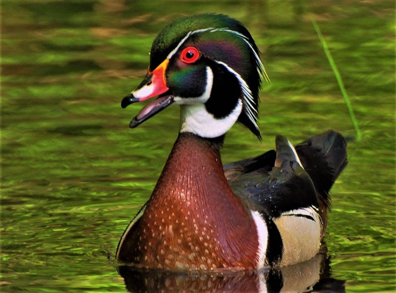 Notice The Unique Crest On The Head