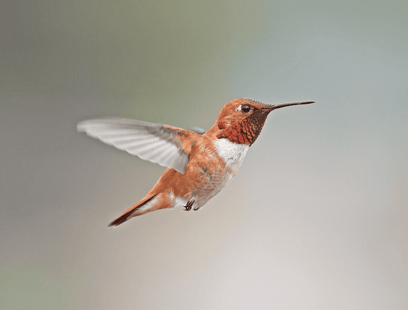 Listen For Their Unique Buzzing Sound