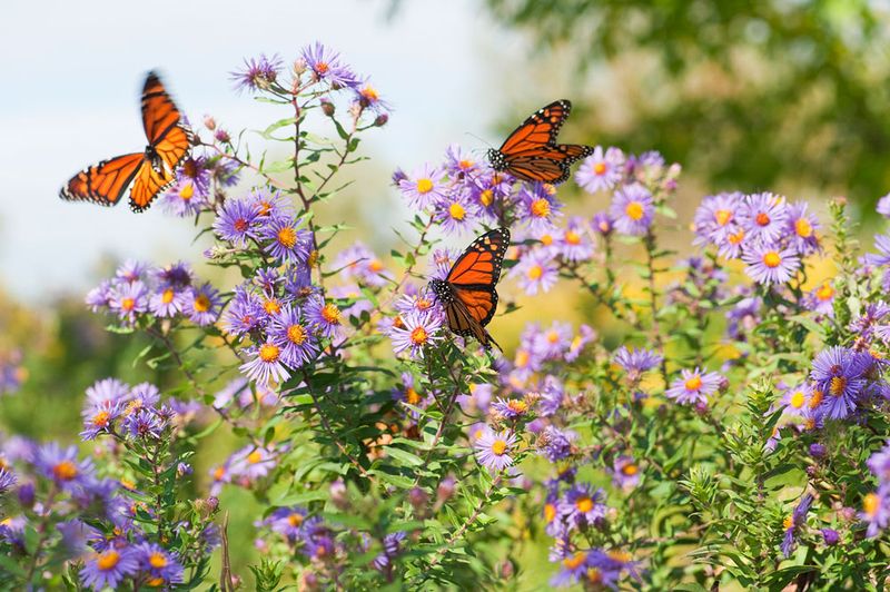 Visit Butterfly Gardens