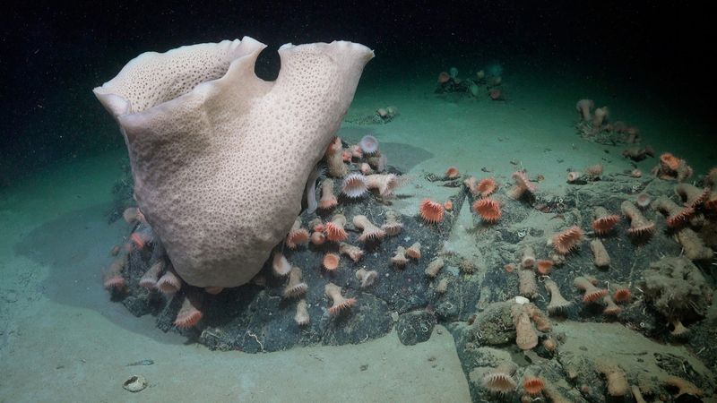 The Bigger Picture: Deep-Sea Exploration And Global Environmental Health