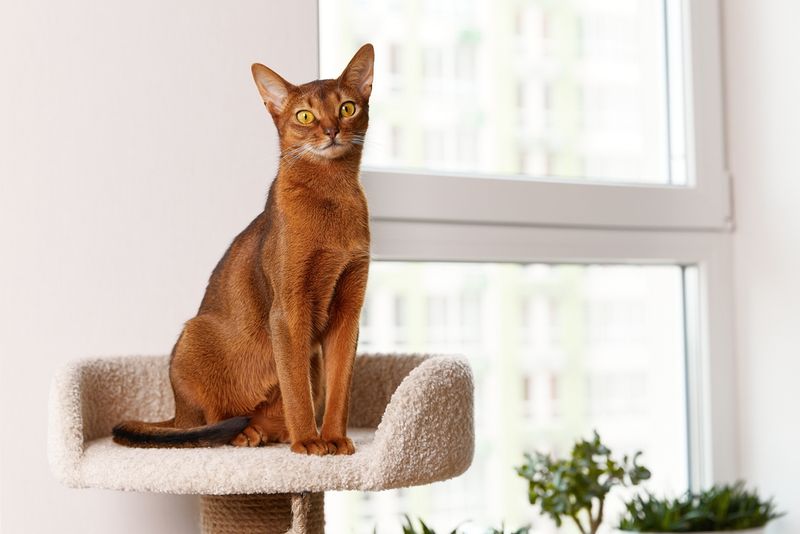 Experienced Cat Owner? Challenge Yourself With Bengals Or Abyssinians
