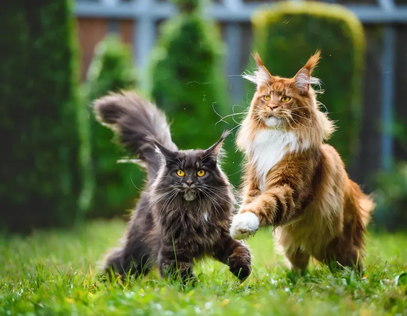 Are You A Social Butterfly? Maine Coons And Sphynx Cats Love Attention