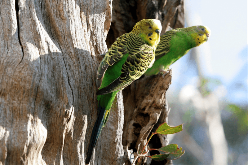 Budgerigar (Wild Budgie)
