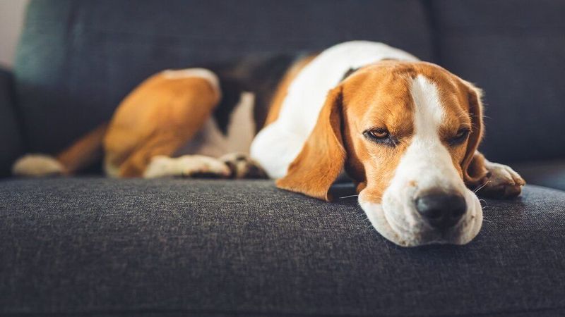 Fatigue Or Lethargy