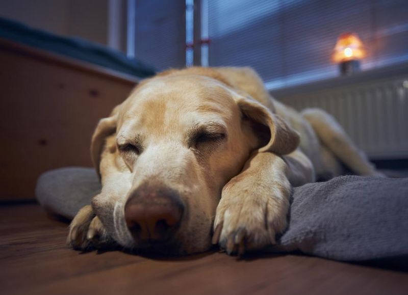 Lethargy And Weakness
