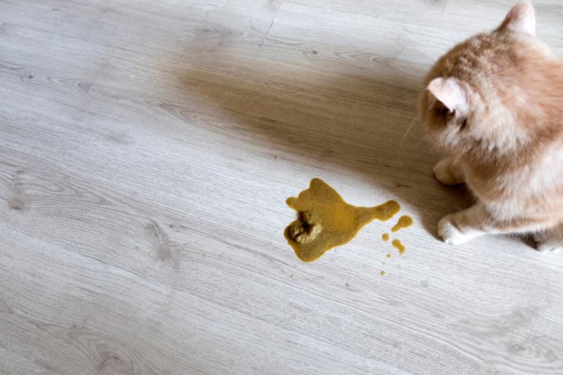 Unusual Litter Box Habits