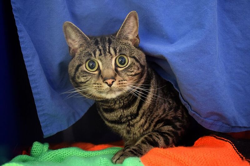 Unfamiliar Visitors Cause Kitty Panic