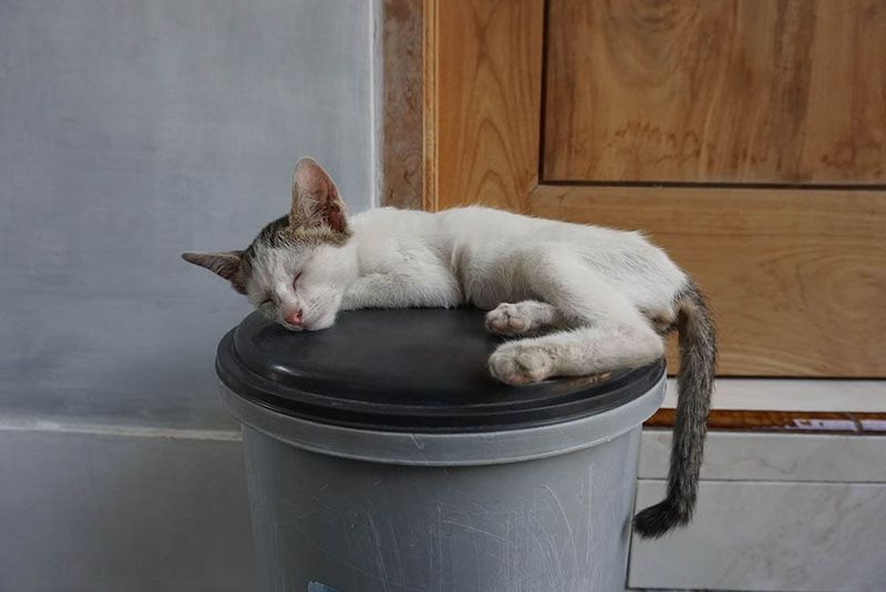 Refusing To Sleep In Favorite Spots
