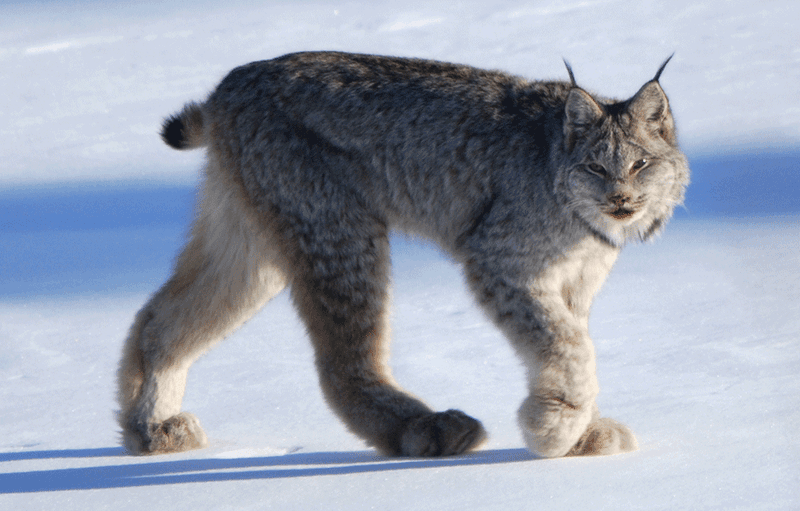 Maine – Canadian Lynx
