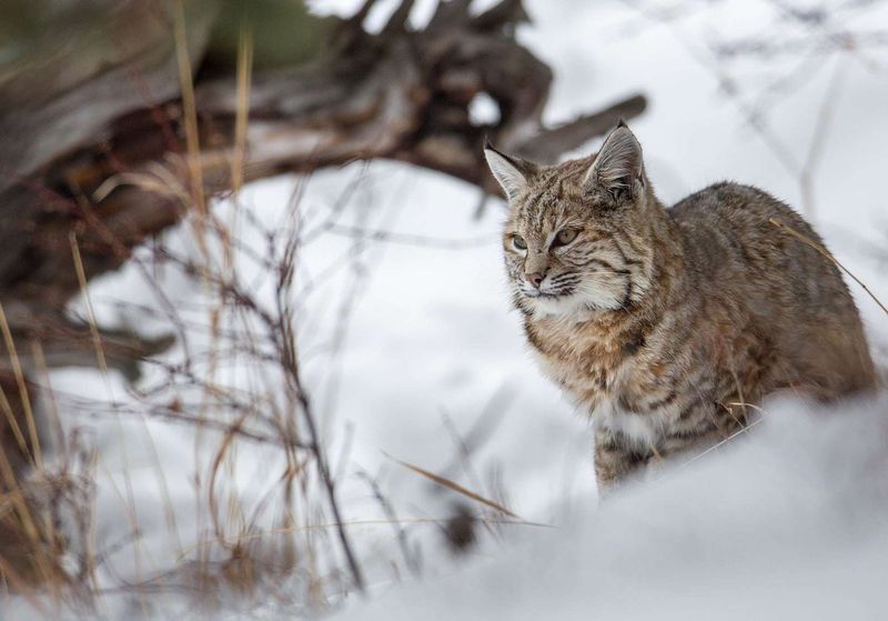Vermont's Hidden Bobcat Population