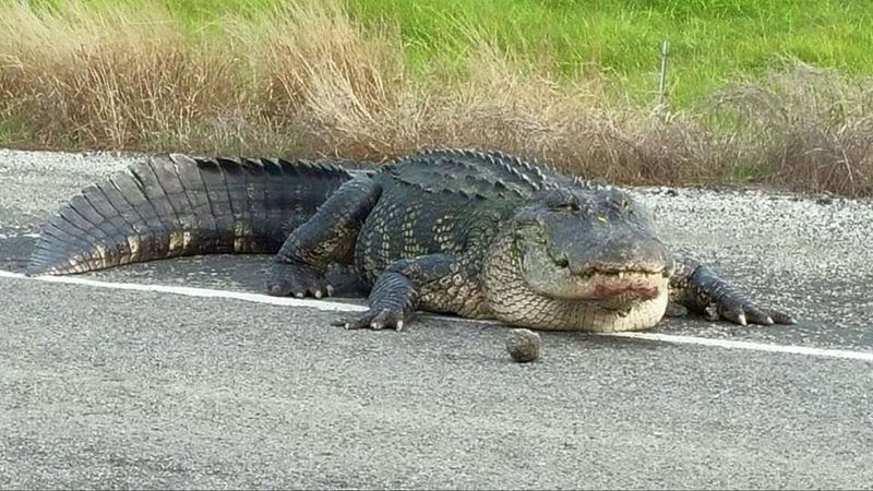 Texas: Big Gators In The Lone Star State