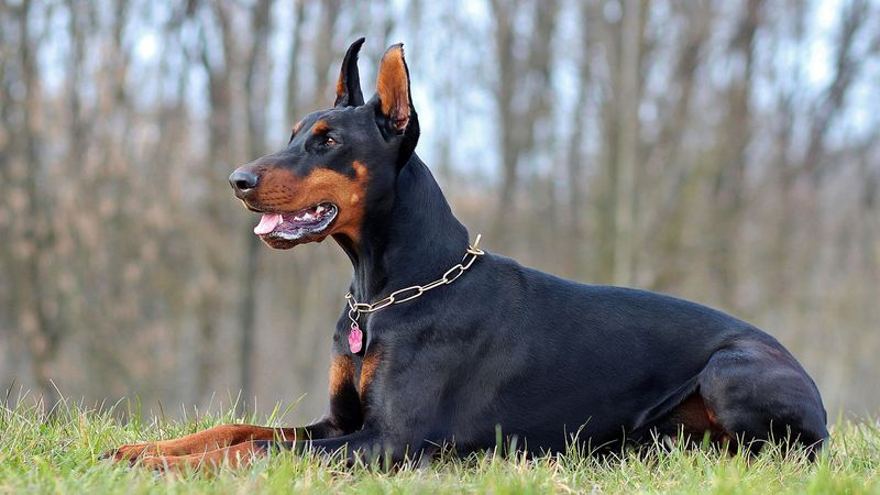 Dedicated Doberman Pinschers