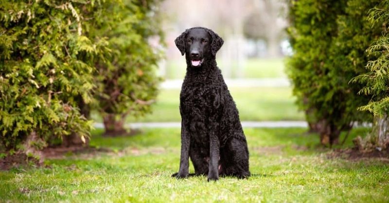 Curly-Coated Retriever