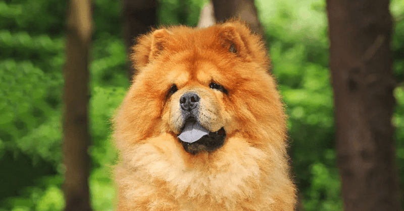 Chow Chow