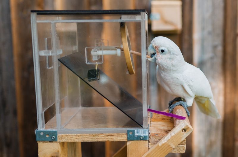 Fascinating Behaviors To Observe