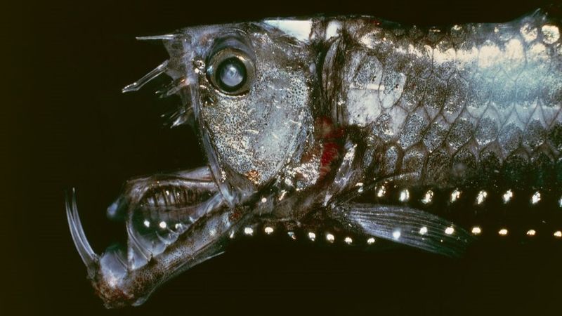 Lack Of Predators