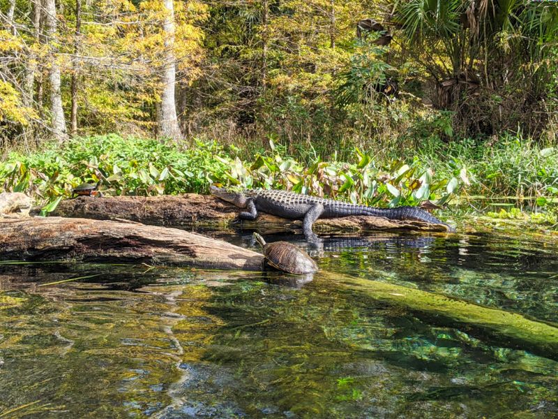 Silver Springs State Park
