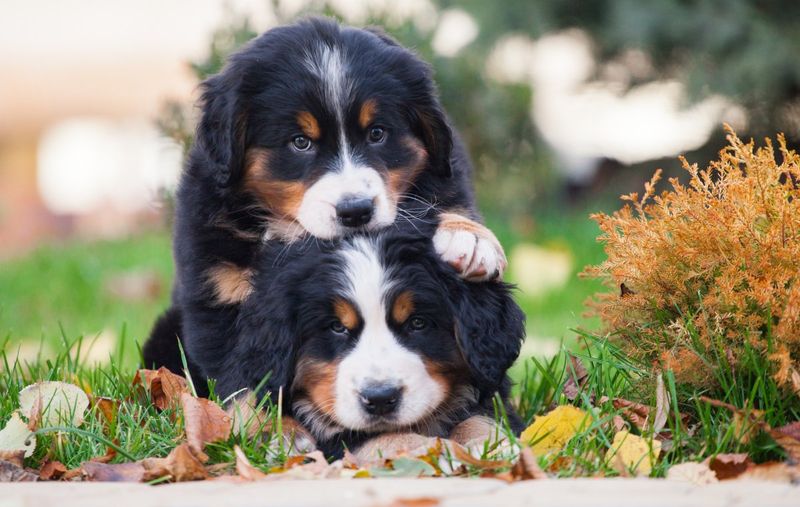 Snuggle Specialists: Bernese Mountain Dogs