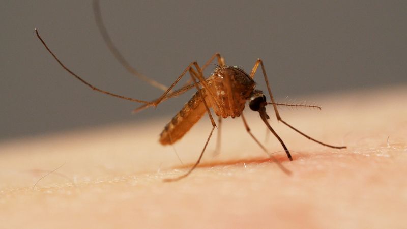Mosquito – Quick And Pesky Lifespan