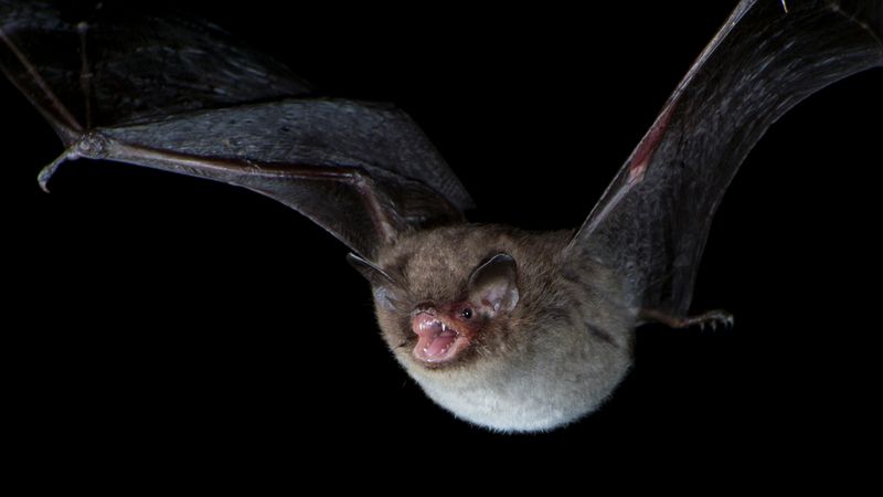 Echolocation Mapping