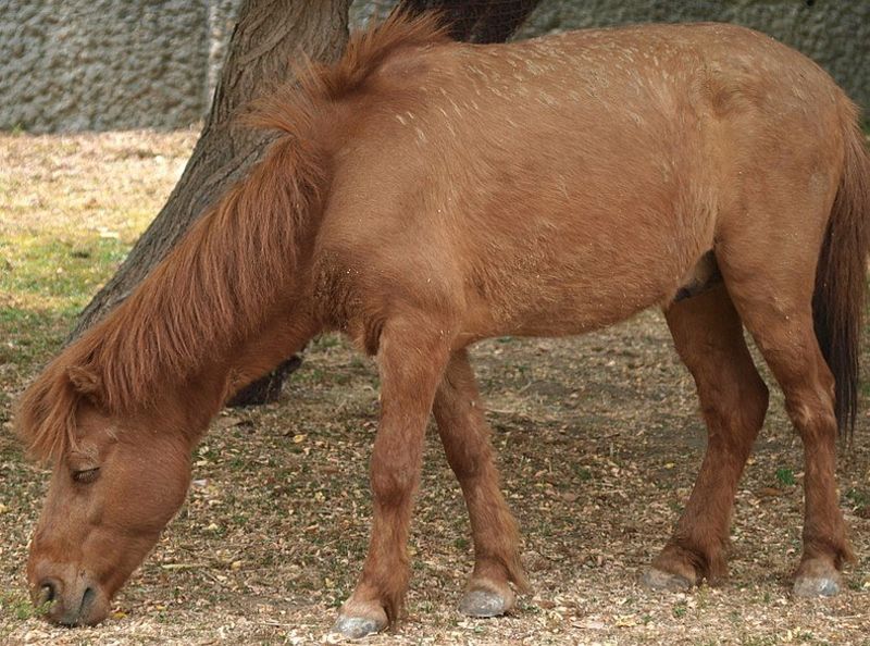 Guoxia Pony
