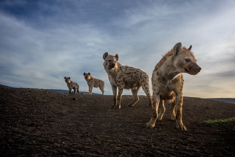 Creeping Past Prejudice: Hyenas