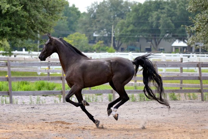 Saddlebred: America's Peacock