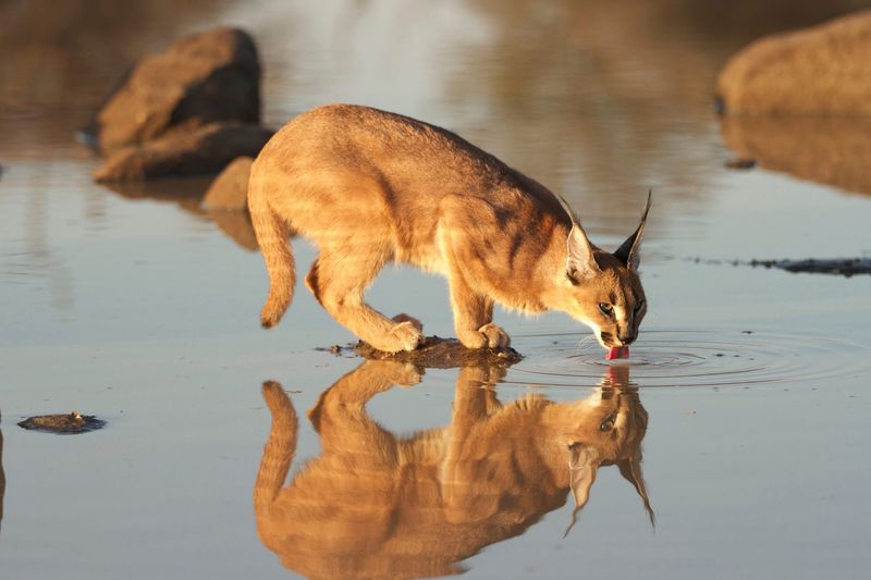 Caracal's Desert Time-Sharing System