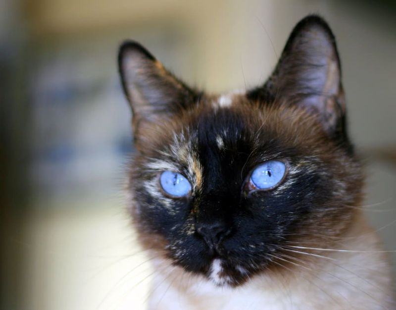 Tortie Point Siamese: The Unpredictable Diva