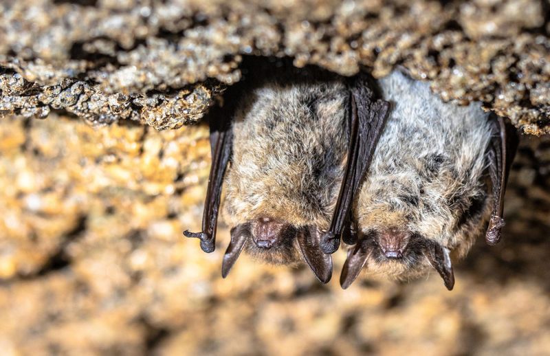 First Endangered Species Listed Under MAGA Era