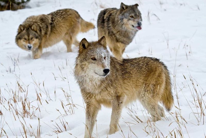 MISTAKE: Feeding Or Luring Wolves