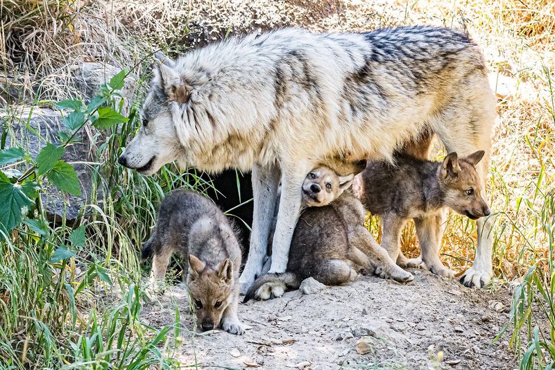 MISTAKE: Approaching Wolf Pups