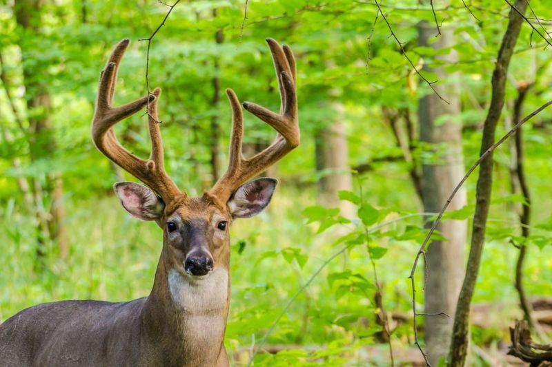MYTH: Deer Are Colorblind