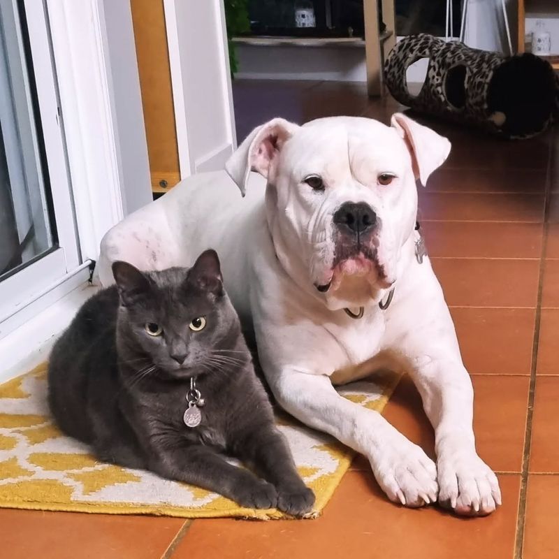 MYTH: They Can't Get Along With Other Pets
