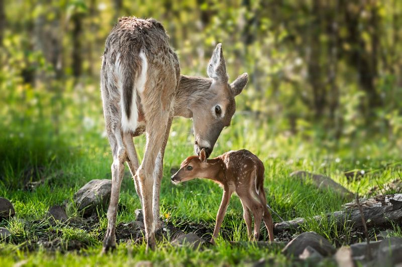 MYTH: Handling Fawns Causes Mothers To Abandon Them