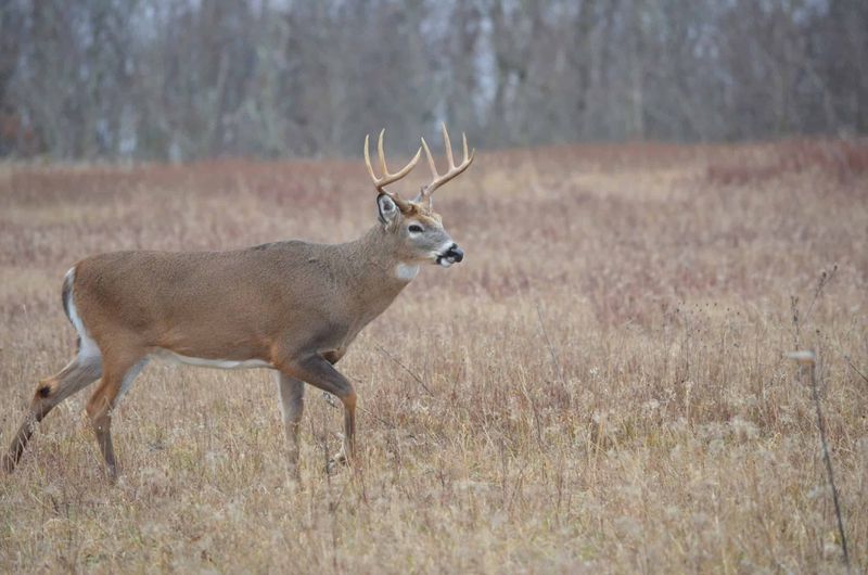 MYTH: A Deer's Age Can Be Told By Antler Points
