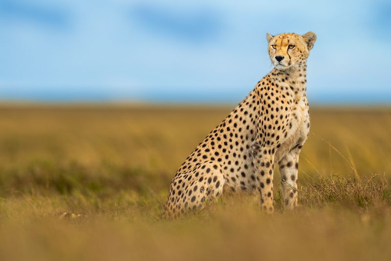 Serengeti National Park, Tanzania