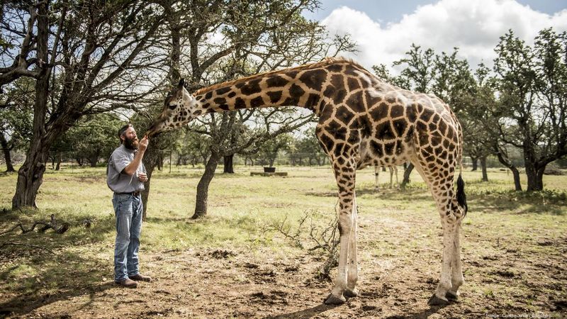 Giraffe