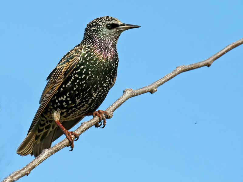 European Starlings – Unexpected Mimicry Masters